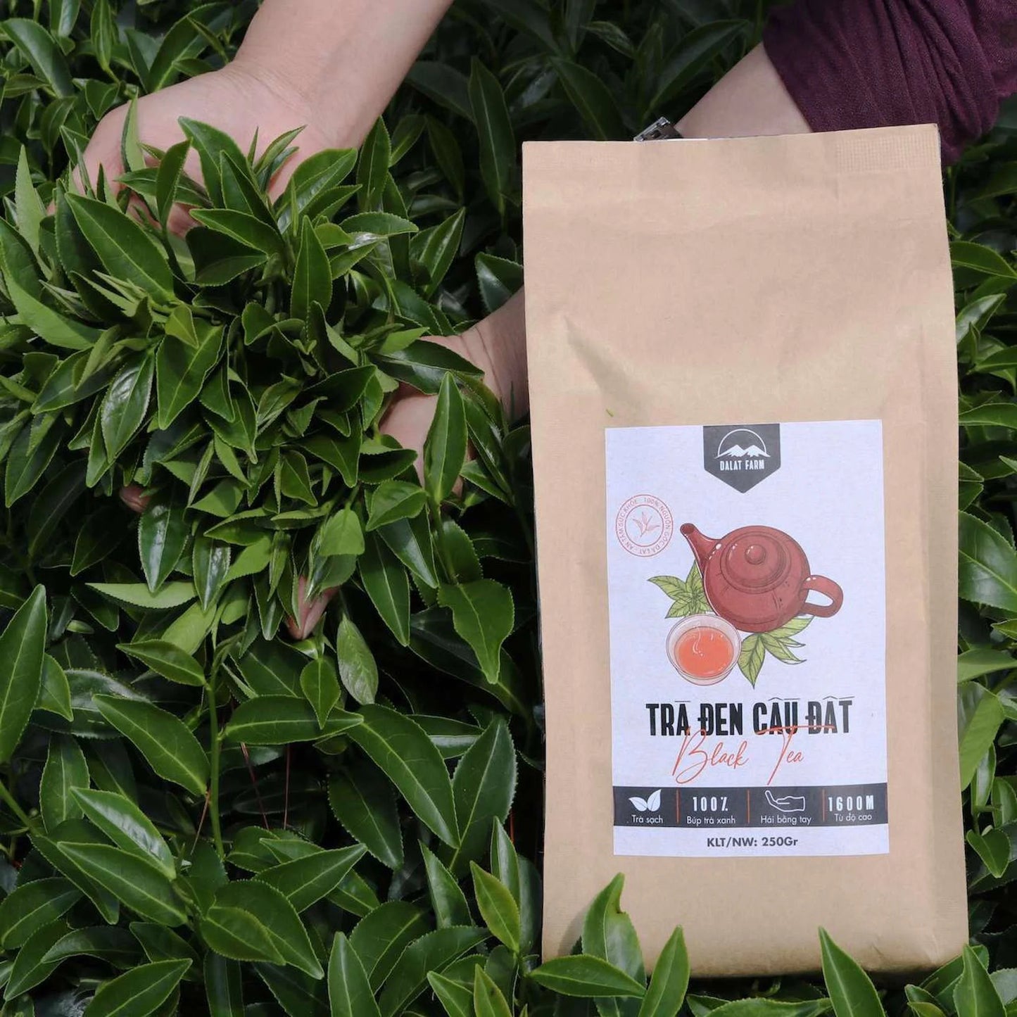 Đà Lạt Farm - Trà Đen Cầu Đất | Black Tea [bag/250gr]